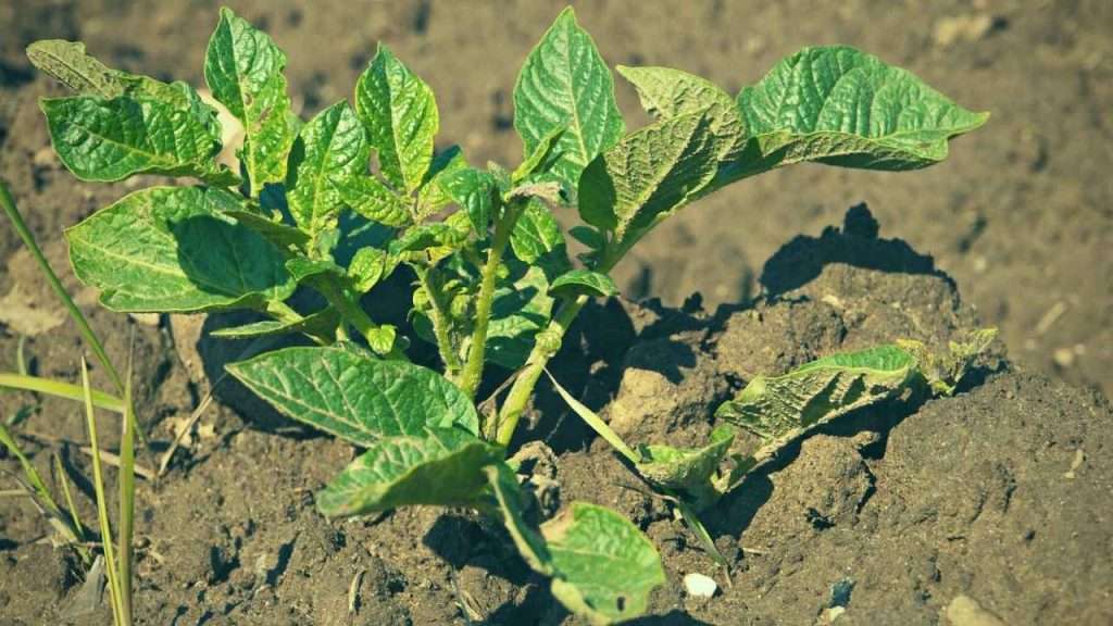 Basil Companion Plants: The Ultimate Beginner's Guide 6 Basil Companion Plants - Potatoes