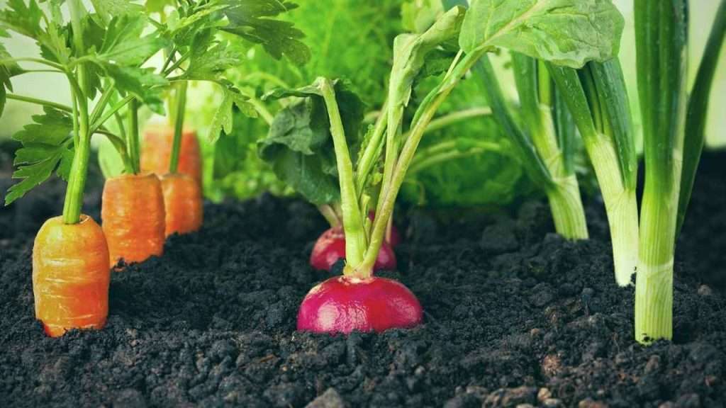 Basil Companion Plants: The Ultimate Beginner's Guide 7 Basil Companion Plants - Root Vegetables