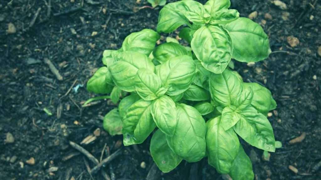 Basil Companion Plants: The Ultimate Beginner's Guide 1 Basil Companion Plants The Ultimate Beginner's Guide
