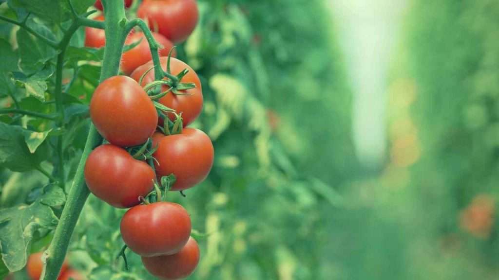 Basil Companion Plants: The Ultimate Beginner's Guide 2 Basil Companion Plants - Tomatoes