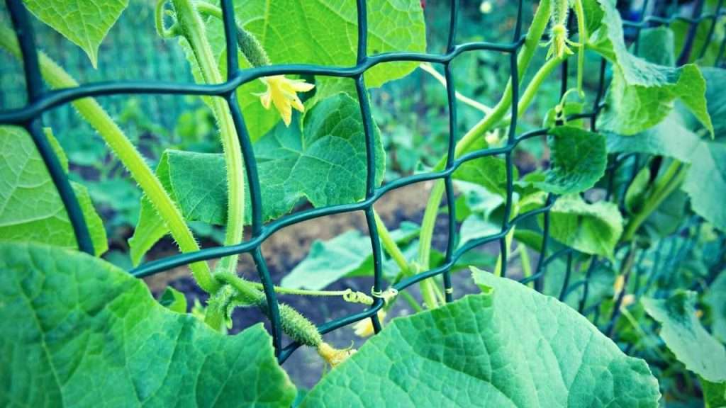 7 Cucumber Growth Stages 10 Benefits of Trellising Cucumber Vines