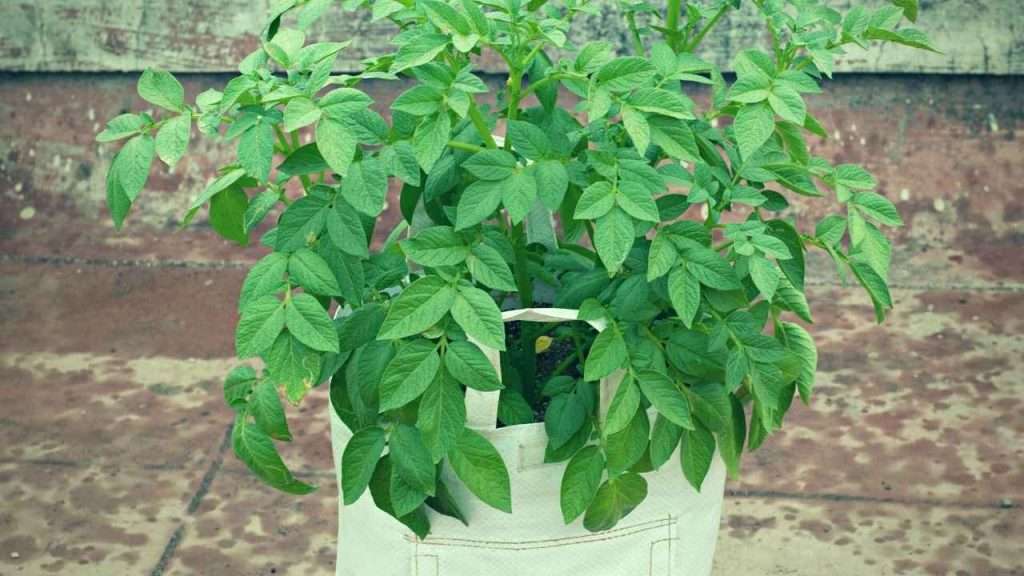 What Size Grow Bag For Tomatoes? Find The Perfect Fit For Your Tomato Plants! 18 How To Care For Tomatoes In A Grow Bag?