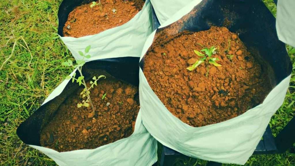 What Size Grow Bag For Tomatoes? Find The Perfect Fit For Your Tomato Plants! 17 How To Plant Tomatoes In A Grow Bag?