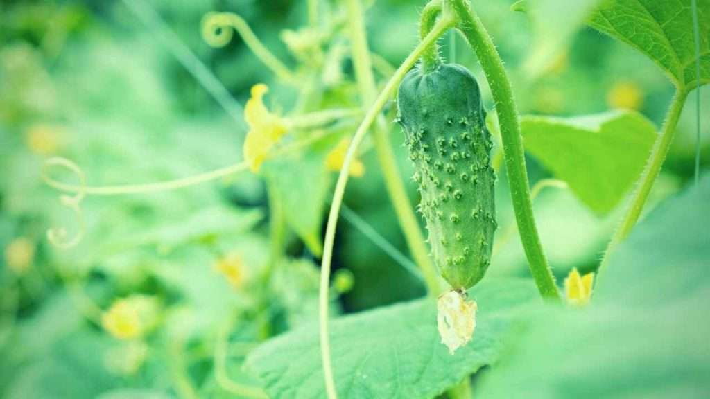 Basil Companion Plants: The Ultimate Beginner's Guide 12 Plants to Avoid Growing With Basil - Cucumbers