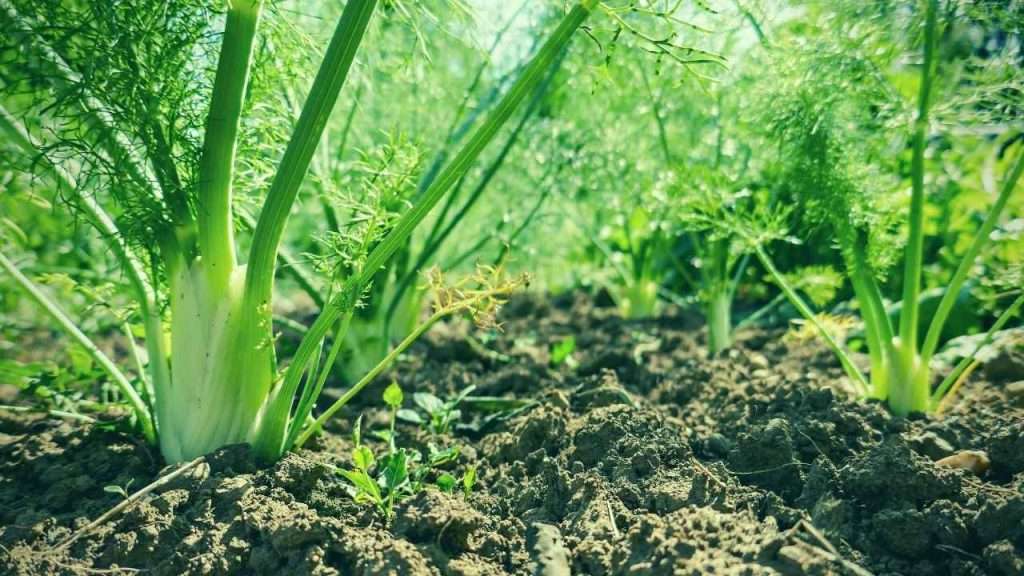 Basil Companion Plants: The Ultimate Beginner's Guide 13 Plants to Avoid Growing With Basil - Fennel