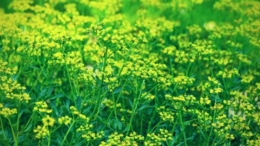 Basil Companion Plants: The Ultimate Beginner's Guide 15 Plants to Avoid Growing With Basil - Rue