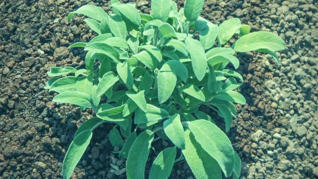 Basil Companion Plants: The Ultimate Beginner's Guide 16 Plants to Avoid Growing With Basil - Sage