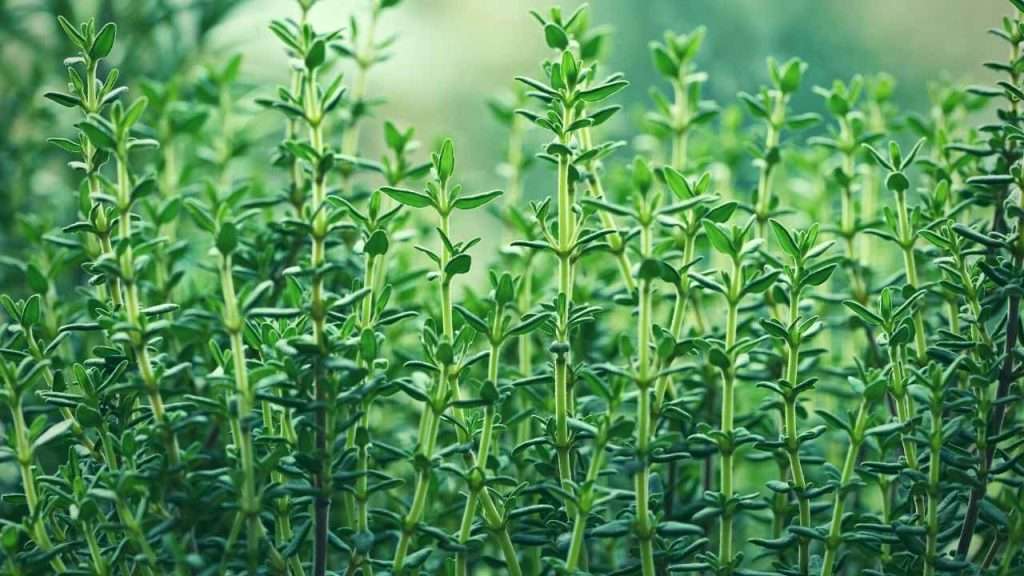 Basil Companion Plants: The Ultimate Beginner's Guide 14 Plants to Avoid Growing With Basil - Thyme