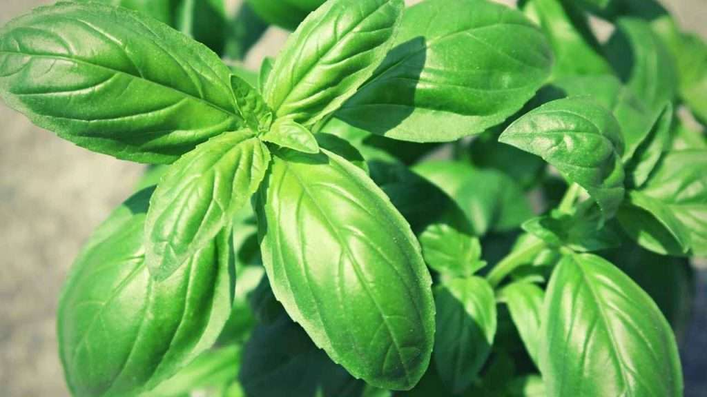 7 Reasons Basil Leaves Wilting: What Is Causing It And How To Fix It 3 Reasons Basil Leaves Wilting - Excessive Temperatures