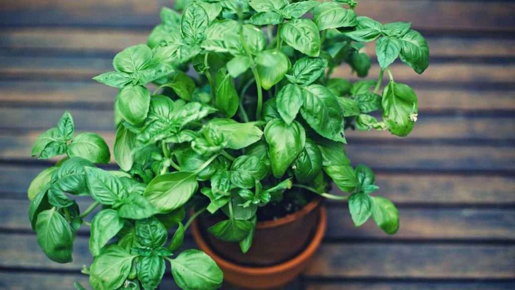 7 Reasons Basil Leaves Wilting: What Is Causing It And How To Fix It 6 Reasons Basil Leaves Wilting - Lack Of Space