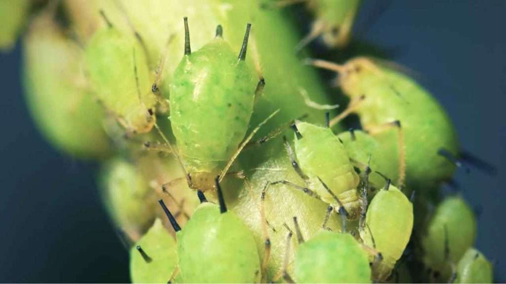 7 Reasons Basil Leaves Wilting: What Is Causing It And How To Fix It 4 Reasons Basil Leaves Wilting - Pest Attack