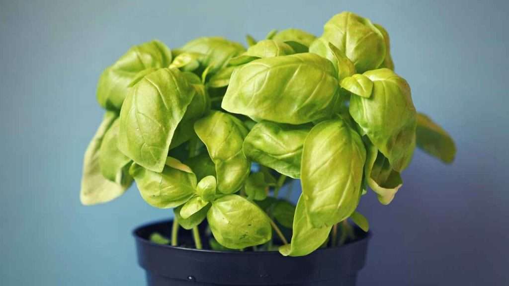 7 Reasons Basil Leaves Wilting: What Is Causing It And How To Fix It 8 Reasons Basil Leaves Wilting - Poor Soil Quality
