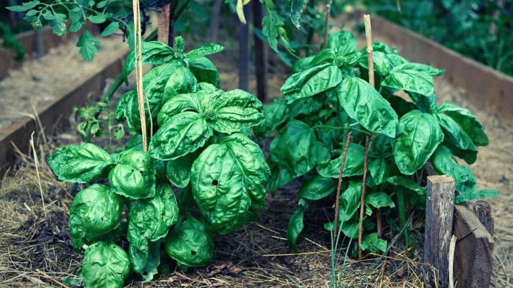 7 Reasons Basil Leaves Wilting: What Is Causing It And How To Fix It 5 Reasons Basil Leaves Wilting - Spread Of Diseases