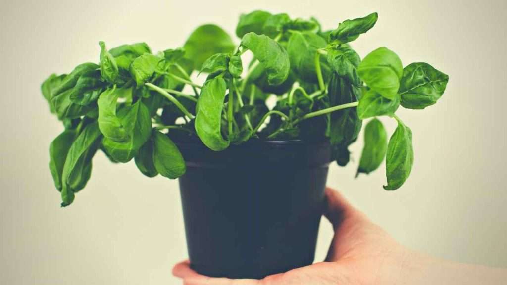 7 Reasons Basil Leaves Wilting: What Is Causing It And How To Fix It 7 Reasons Basil Leaves Wilting - Transplant Shock