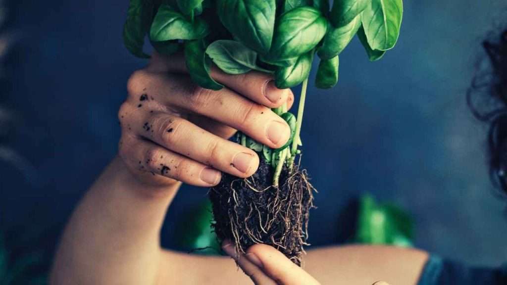 7 Reasons Basil Leaves Wilting: What Is Causing It And How To Fix It 2 Reasons Basil Leaves Wilting - Watering Issues