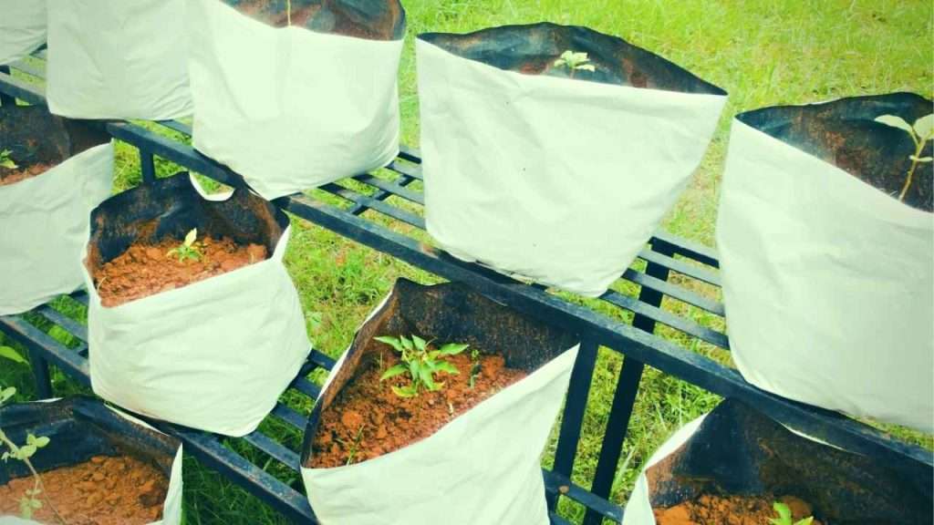 What Size Grow Bag For Tomatoes? Find The Perfect Fit For Your Tomato Plants! 1 What Size Grow Bag For Tomatoes? Find The Perfect Fit For Your Tomato Plants!