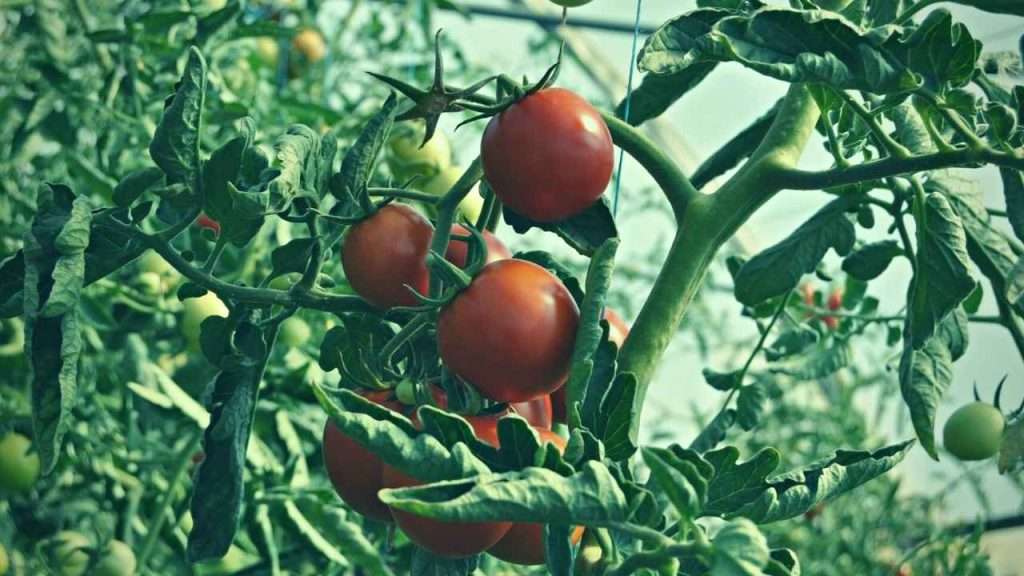 What Size Grow Bag For Tomatoes? Find The Perfect Fit For Your Tomato Plants! 19 What Size Grow Bag For Tomatoes Frequently Asked Questions (FAQs)