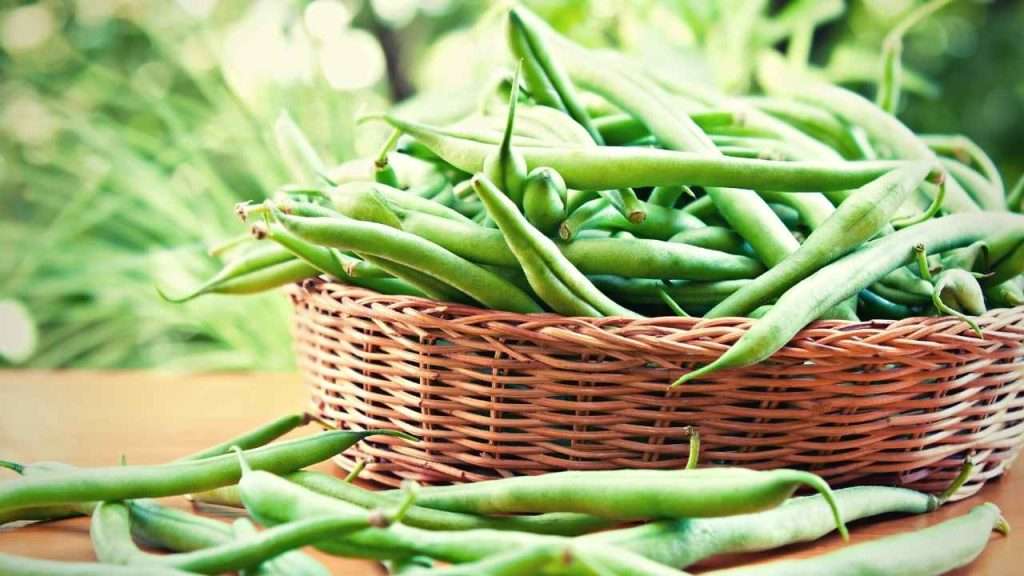 Are Green Beans Fruits Or Vegetables? 1 Are Green Beans Fruits Or Vegetables Main?
