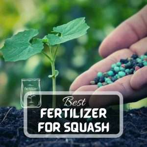 Soil and Fertilizers 4 Best Fertilizer For Squash Plants