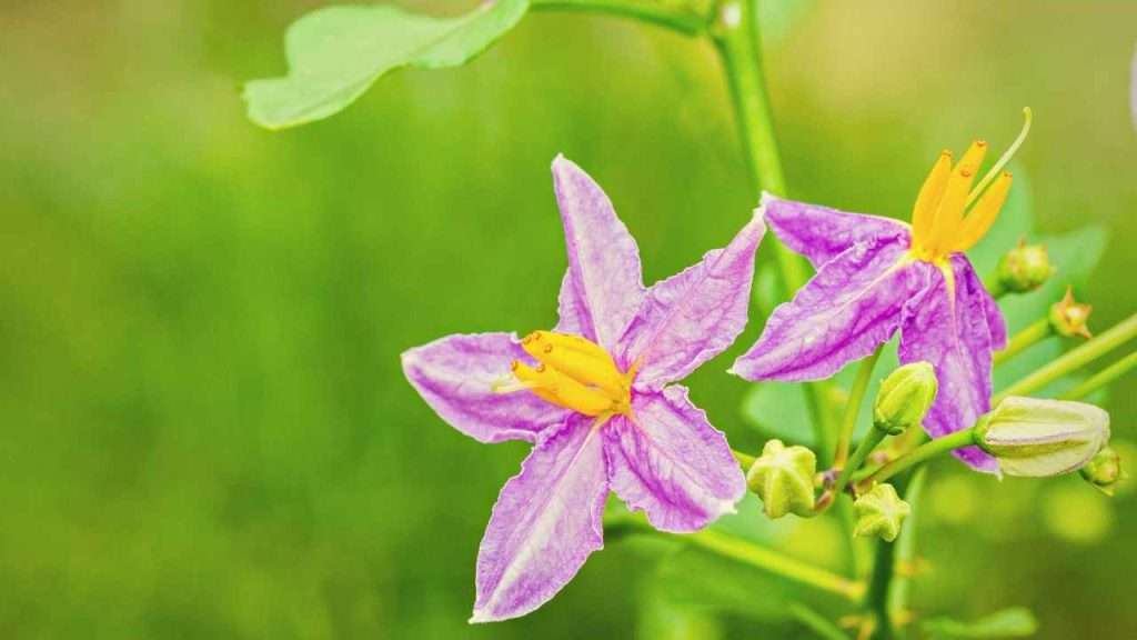 From Seed to Harvest: The 7 Eggplant Growing Stages 5 Eggplant Growing Stages - Flower Blossom