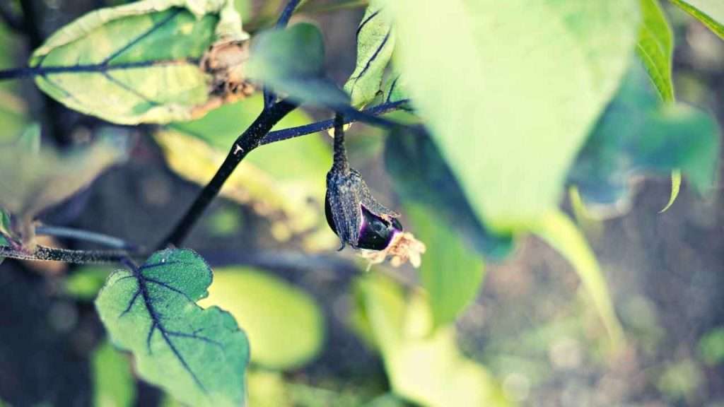 From Seed to Harvest: The 7 Eggplant Growing Stages 7 Eggplant Growing Stages - Fruit Development