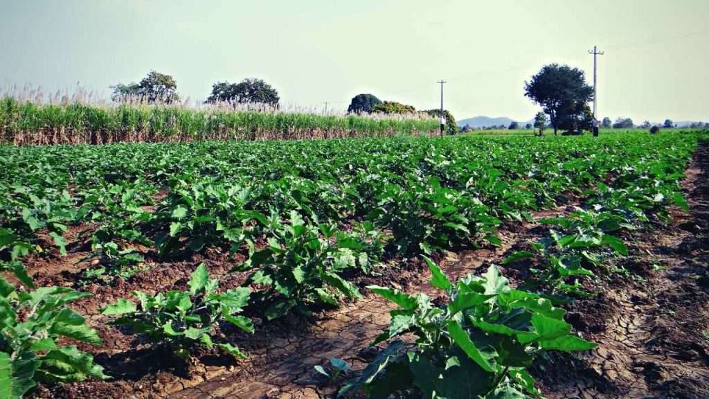 From Seed to Harvest: The 7 Eggplant Growing Stages 4 Eggplant Growing Stages - Root and Foliage Growth