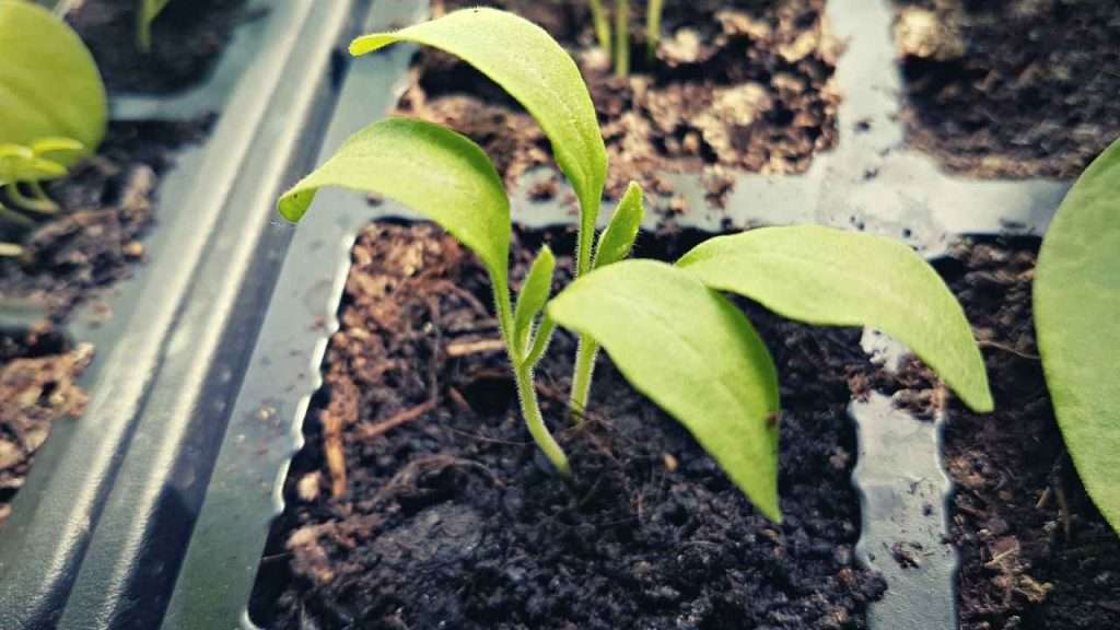 From Seed to Harvest: The 7 Eggplant Growing Stages 3 Eggplant Growing Stages - Seed Germination