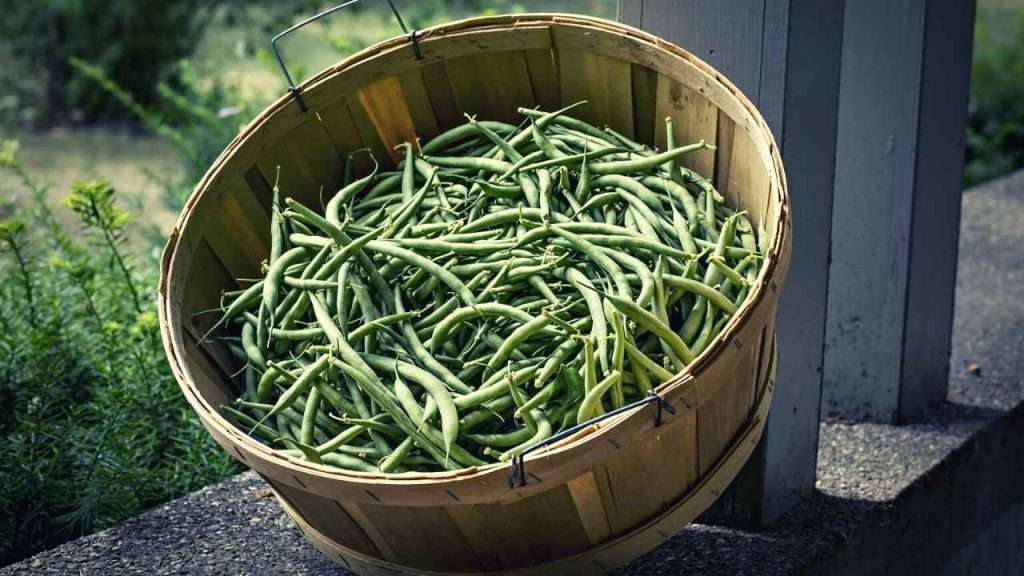 Green Bean Plant Stages