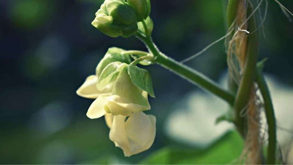 Green Bean Plant Stages - Flowering