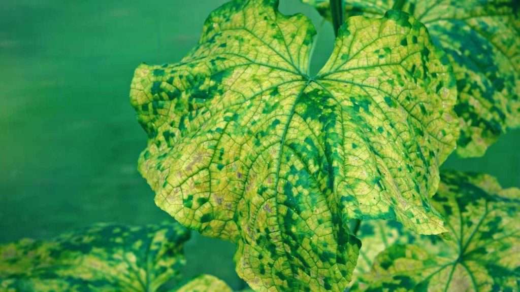 How Many Cucumbers Per Plant: A Guide to Maximizing Your Harvest 5 How Can I Prevent Diseases From Affecting My Cucumber
