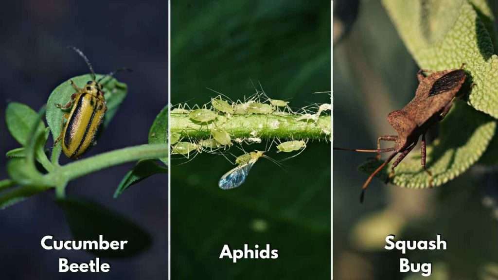 How Many Cucumbers Per Plant: A Guide to Maximizing Your Harvest 4 How Can I Prevent Pests From Affecting My Cucumber