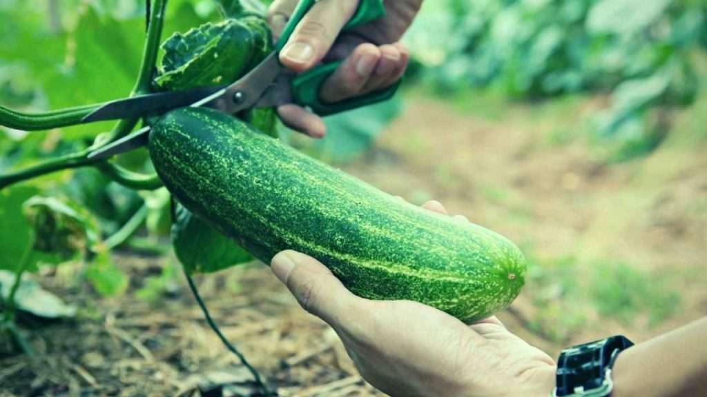 How Many Cucumbers Per Plant: A Guide to Maximizing Your Harvest 7 How Do I Know When To Harvest My Cucumbers?