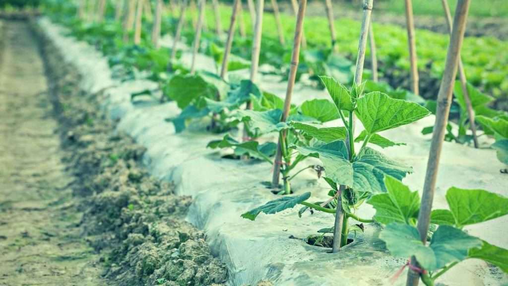How Many Cucumbers Per Plant: A Guide to Maximizing Your Harvest 6 How Many Cucumbers Per Plant Frequently Asked Questions