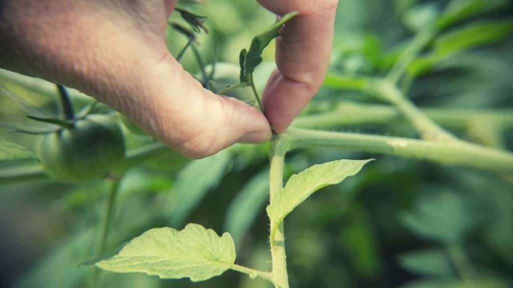 Pruning a Tomato Plant – 6 Easy Steps