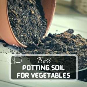 Soil and Fertilizers 2 Best Potting Soil For Vegetables