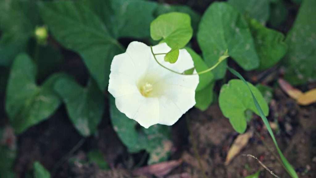 20 Most Common Garden Weeds You Need to Know 14 Common Garden Weeds - Bindweed