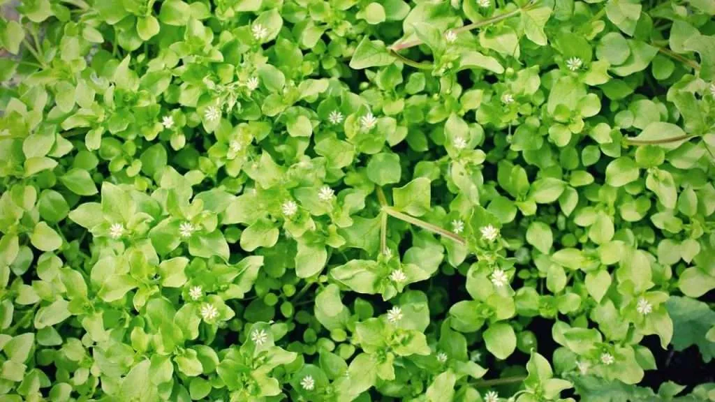 20 Most Common Garden Weeds You Need to Know 9 Common Garden Weeds - Chickweed