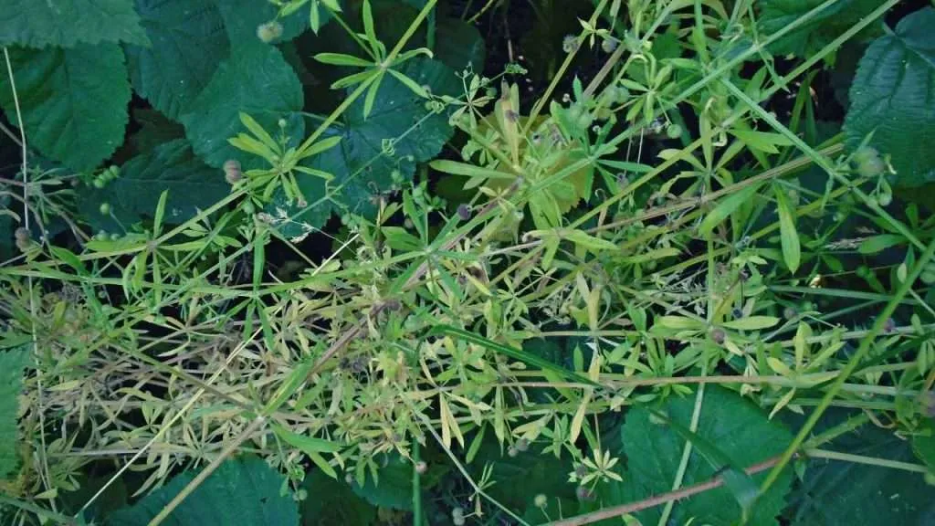 20 Most Common Garden Weeds You Need to Know 8 Common Garden Weeds - Cleavers