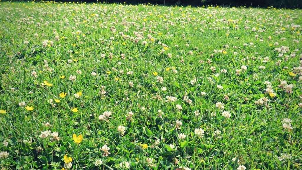 20 Most Common Garden Weeds You Need to Know 18 Common Garden Weeds - Clover