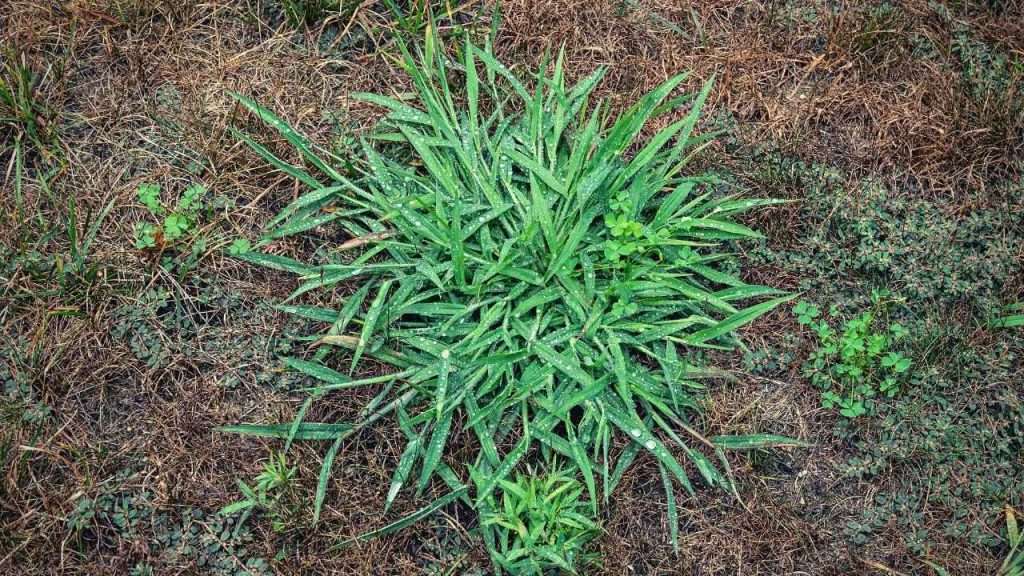 20 Most Common Garden Weeds You Need to Know 13 Common Garden Weeds - Crabgrass