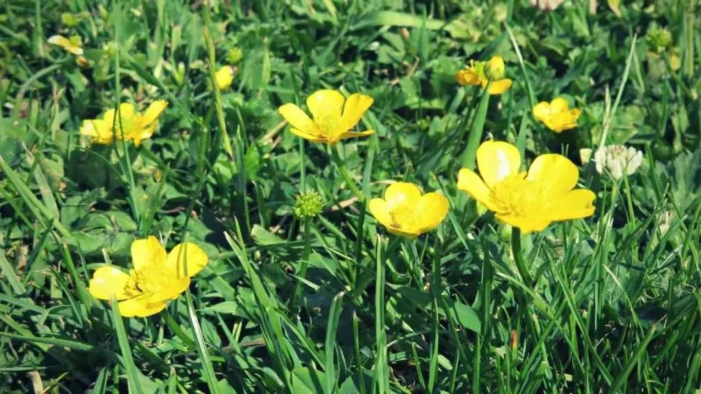 20 Most Common Garden Weeds You Need to Know 5 Common Garden Weeds - CreepingΒ Buttercup