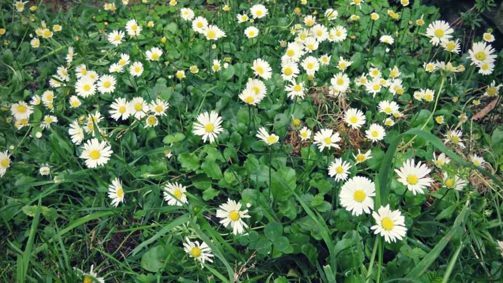 20 Most Common Garden Weeds You Need to Know 12 Common Garden Weeds - Daisy