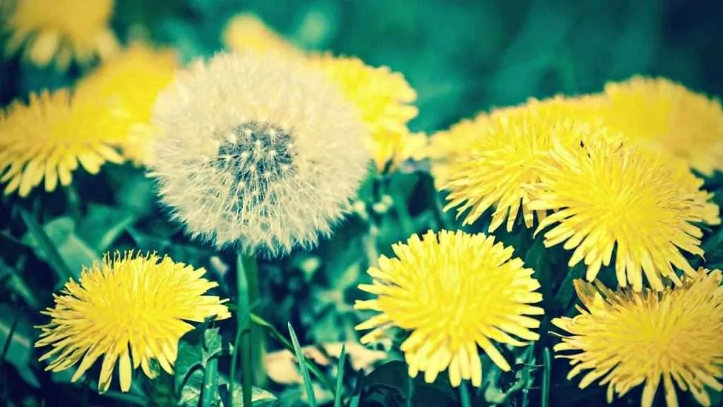 20 Most Common Garden Weeds You Need to Know 2 Common Garden Weeds - Dandelions