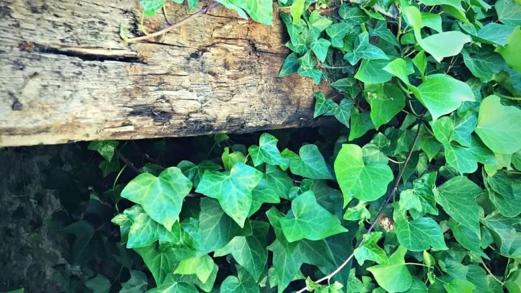 20 Most Common Garden Weeds You Need to Know 7 Common Garden Weeds - English Ivy