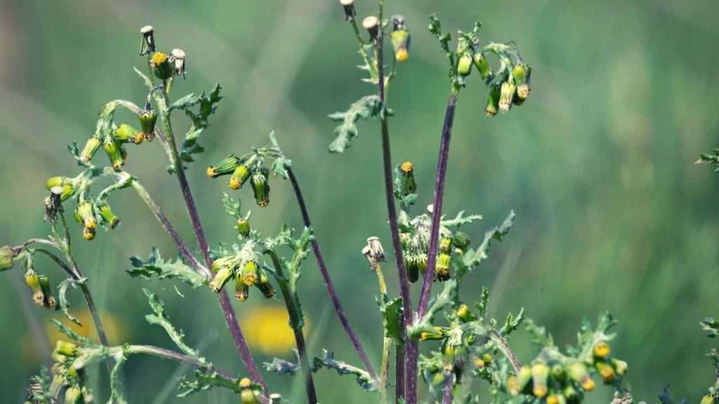 20 Most Common Garden Weeds You Need to Know 17 Common Garden Weeds - Groundsel