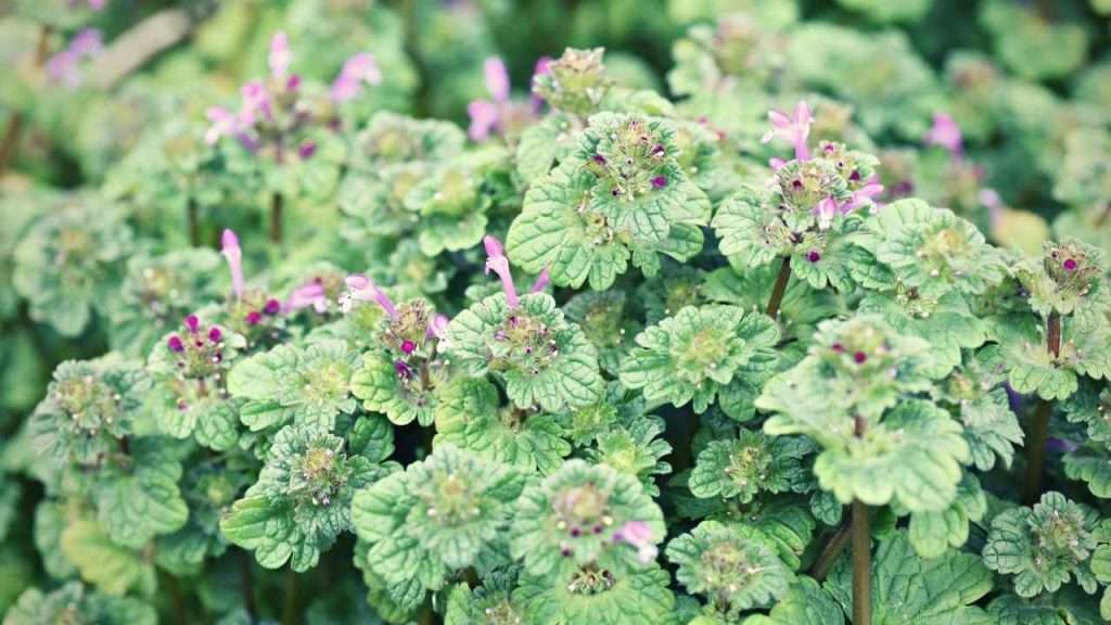 20 Most Common Garden Weeds You Need to Know 19 Common Garden Weeds - Henbit