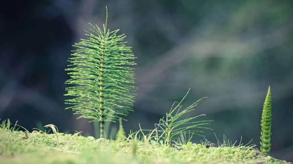 20 Most Common Garden Weeds You Need to Know 11 Common Garden Weeds - Horsetail