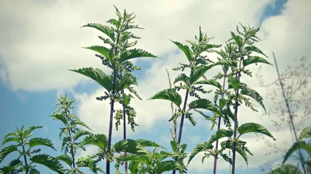 20 Most Common Garden Weeds You Need to Know 3 Common Garden Weeds - Nettles