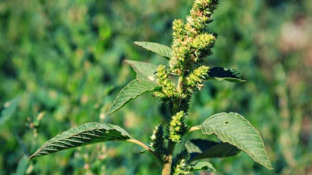 20 Most Common Garden Weeds You Need to Know 16 Common Garden Weeds - Pigweed