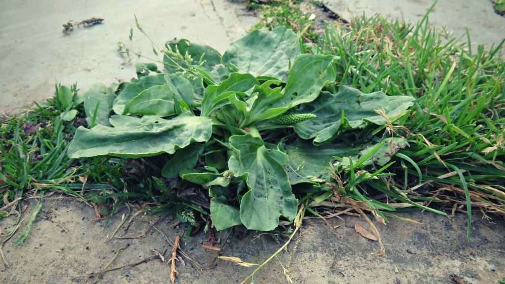 20 Most Common Garden Weeds You Need to Know 15 Common Garden Weeds - Plantain